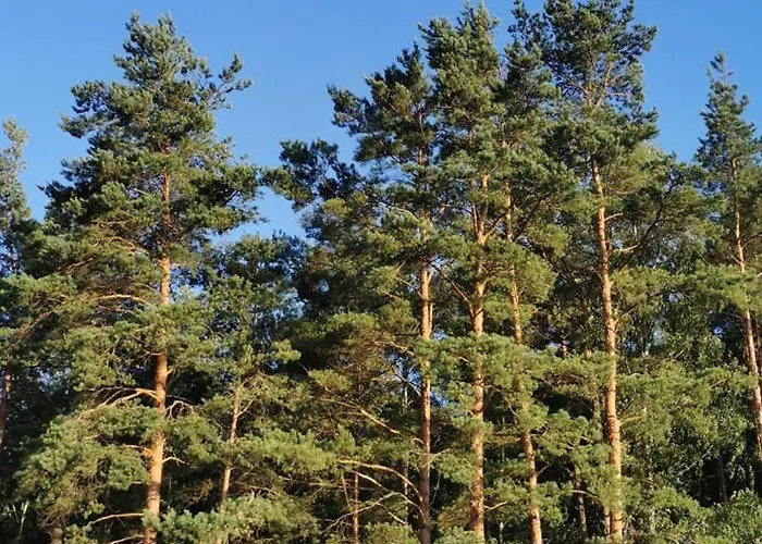 Osada Blanka Trzy Jeziora ,las Swornegacie